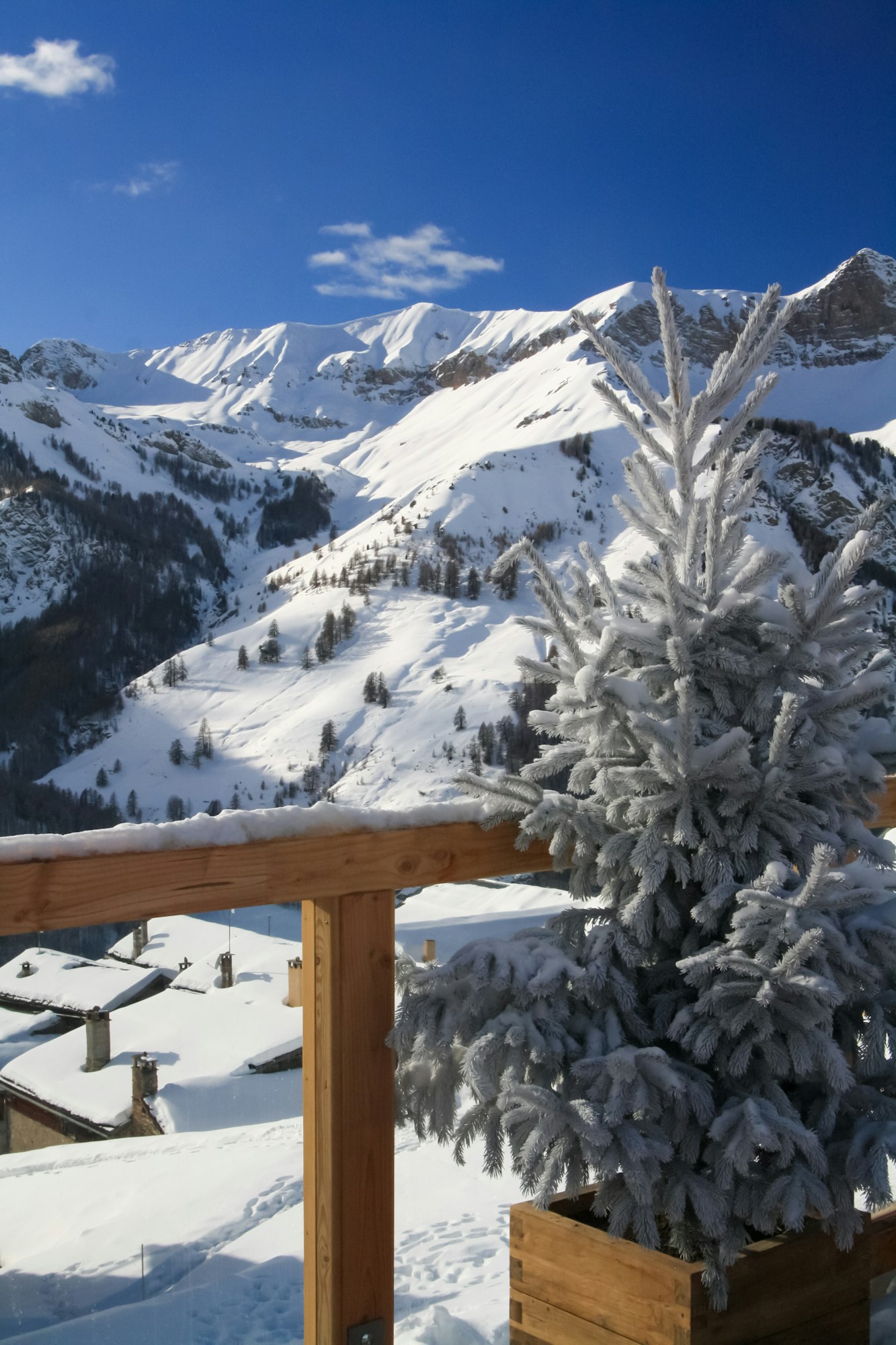 Frosty spruce in a wooden pot outdoors against backdrop of the snow-capped slopes of the Alps.